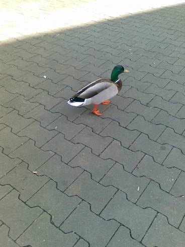 Březňačka.jpg