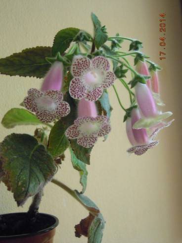 DSCN8924.JPG