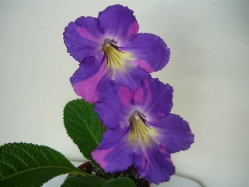 Neil's Jammin.jpg
