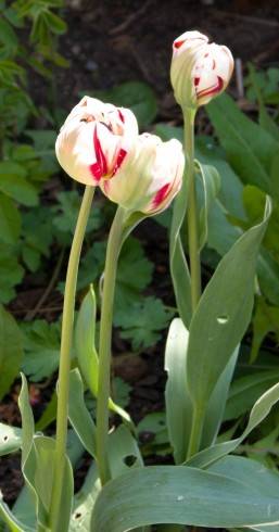 Tulipa Carnaval de NIce.jpg