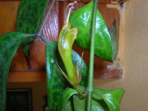 Aeschynanthus longicaulis.jpg