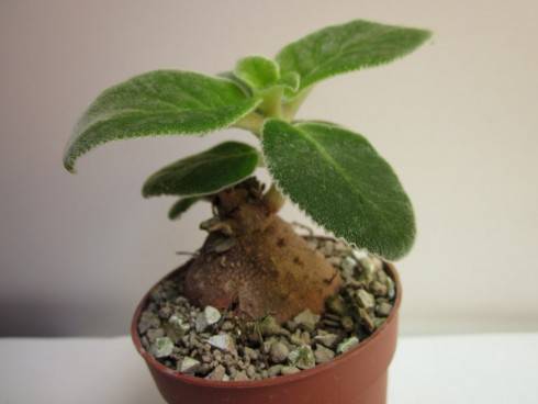Sinningia bulbosa.jpg (47.9 KiB) Zobrazeno 1343 x Sinningia bulbosa.jpg