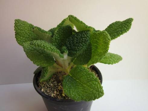 Sinningia bullata.jpg (60.46 KiB) Zobrazeno 1343 x Sinningia bullata.jpg