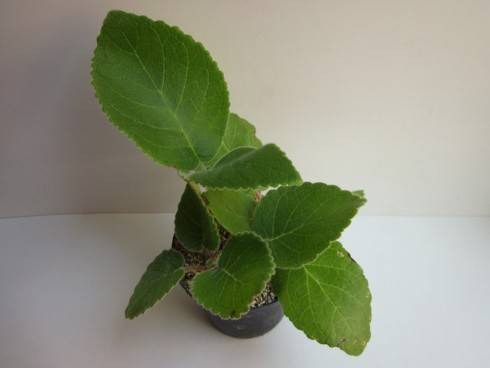 Sinningia lineata.jpg