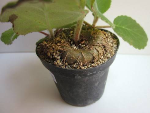 Sinningia lineata.jpg (55.36 KiB) Zobrazeno 1343 x Sinningia lineata.jpg