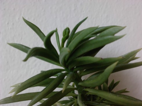 Peperomia a.jpg