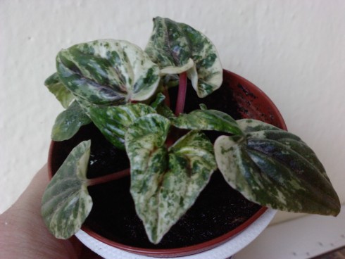 Peperomia panašovaná.jpg