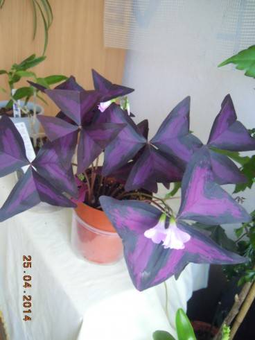 DSCN9364.JPG