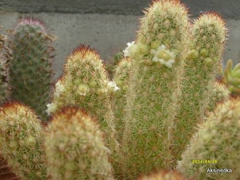 S6305503.JPG
