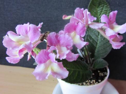 Bristol's Pink Priss.jpg