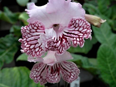 JL-Mauna Loa.jpg