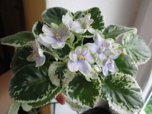 a Frosty Frolic 180520141.jpg