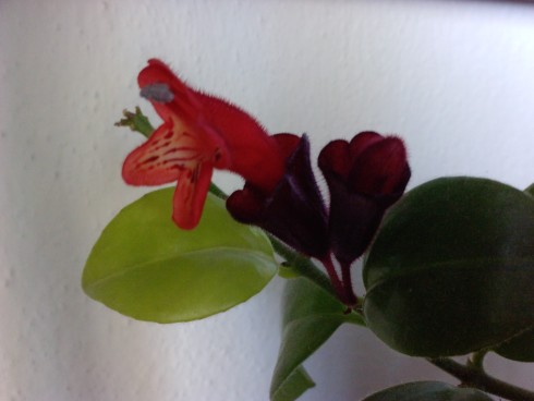 Aeschynanthus.jpg
