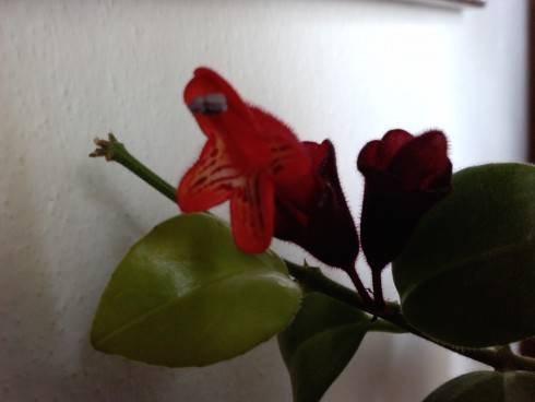 Aeschynanthus.jpg