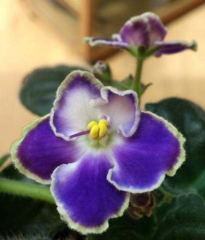 LE-Vanda.jpg