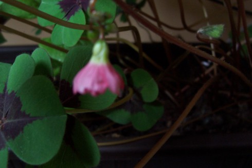 Oxalis2.jpg