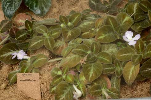 Episcia lilacina.jpg