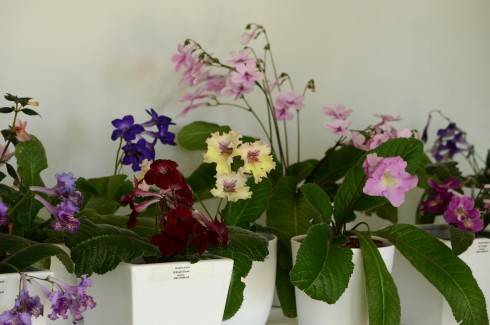 streptocarpus1.jpg