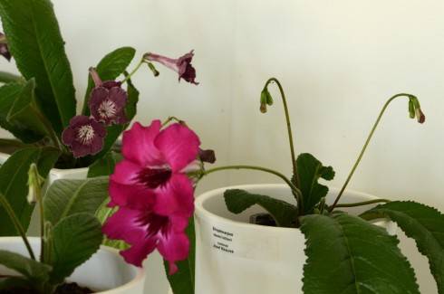 streptocarpus4.jpg