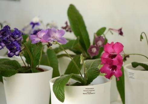 streptocarpus5.jpg