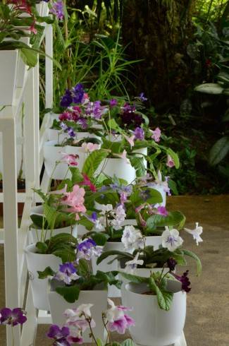 streptocarpus6.jpg