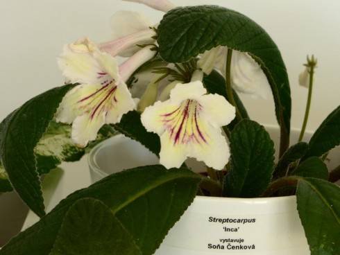 streptocarpus7.jpg