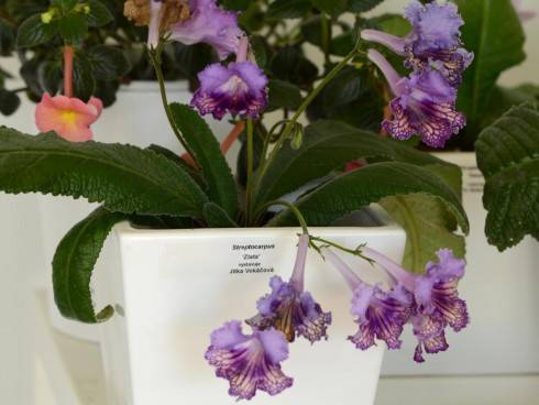 streptocarpus8.jpg
