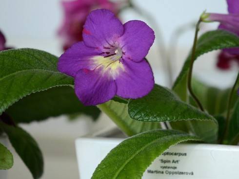 streptocarpus9.jpg