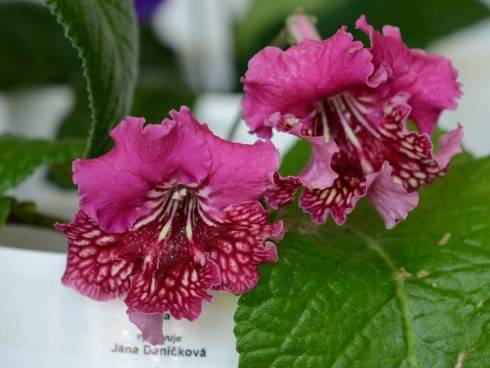 streptocarpus10.jpg