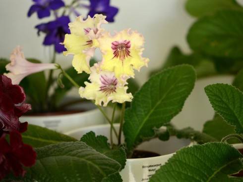 streptocarpus11.jpg