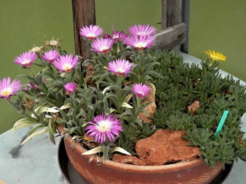 Delosperma cooperi.jpg