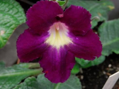 Burgundy Ruffles.jpg