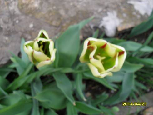 SDC10347.JPG