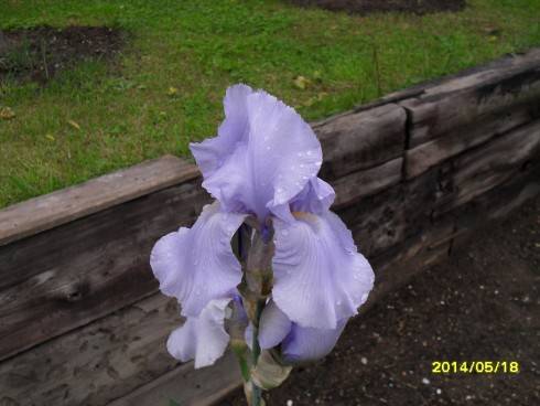 SDC10466.JPG