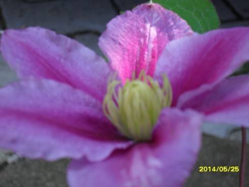 SDC10500.JPG