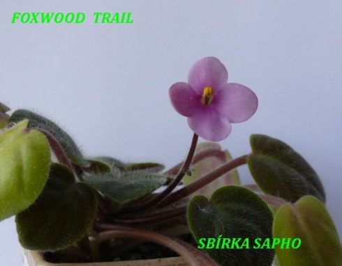 Foxwood Trail.jpg