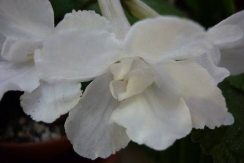 Bristol's Lily White.jpg