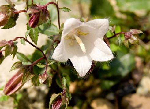 Campanula choruhensis.jpg
