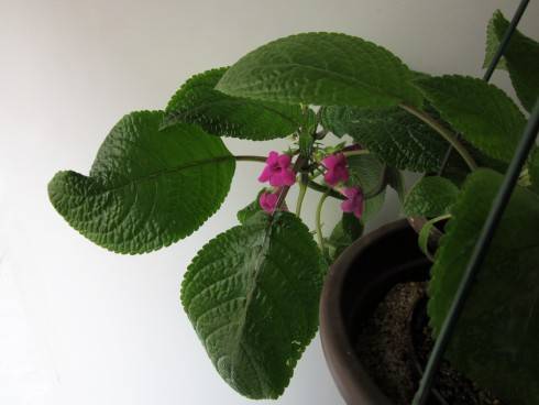 Nautilocalyx melittifolius.jpg