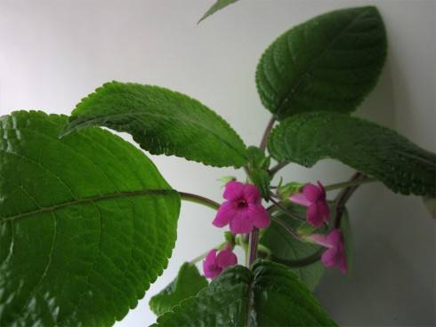 Nautilocalyx melittifolius.jpg
