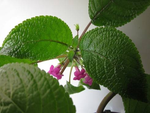 Nautilocalyx melittifolius.jpg