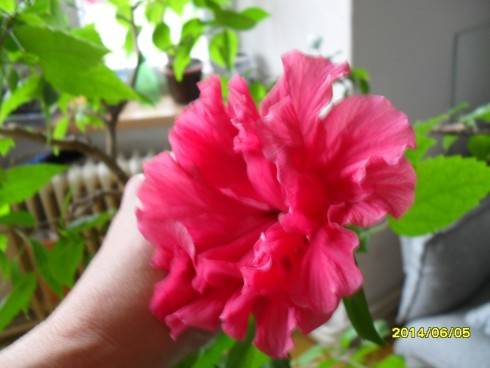 SDC10536.JPG