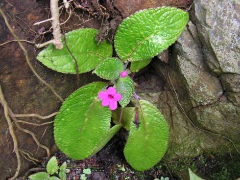 Nautilocalyx melittifolius.jpg
