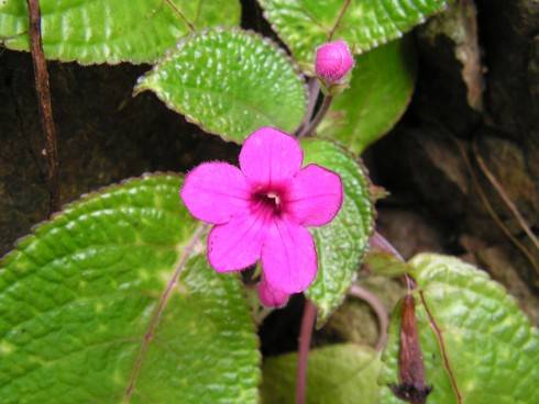 Nautilocalyx melittifolius.jpg