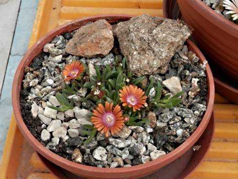 delosperma (2).JPG