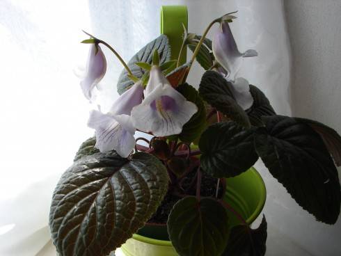 Sinningia eumorpha Saltão.jpg