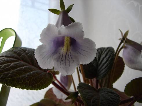 Sinningia eumorpha Saltão.jpg