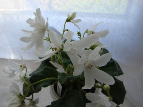 Lunar Lily White.jpg