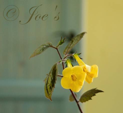 Yellow Beauty.jpg