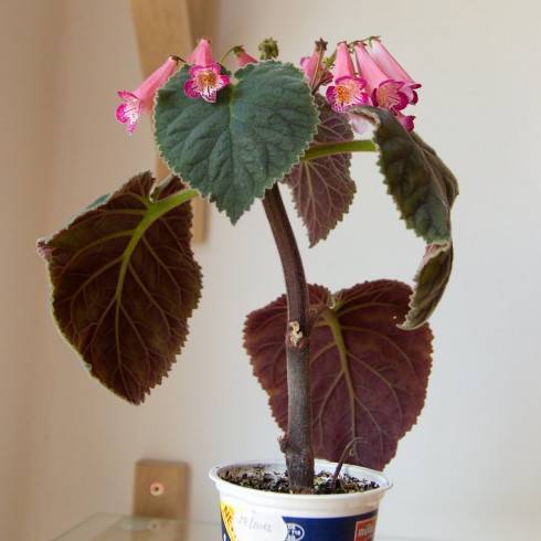 MM's Raspberry.jpg